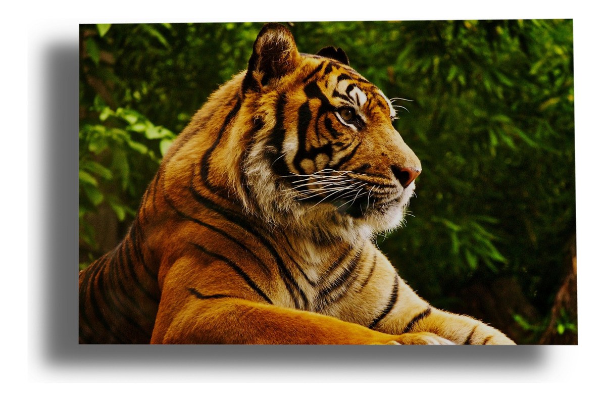Cuadro Tigre 615 50x70 Mdf Memoestampados