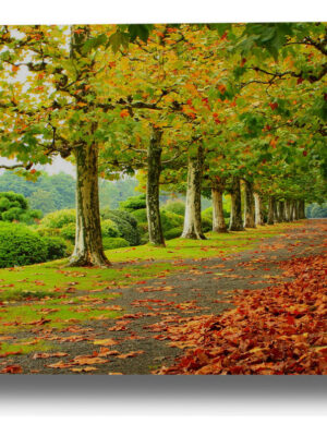Cuadro Parque Con Hojas 606 70x100 Mdf Memoestampados