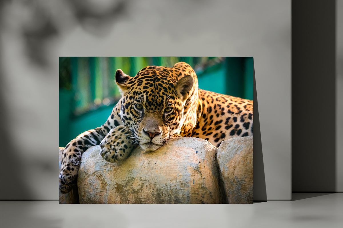 Cuadro Jaguar 584 40x53 Mdf Memoestampados - Imagen 3