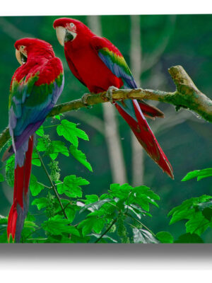 Cuadro Loros 594 50x70 Mdf Memoestampados