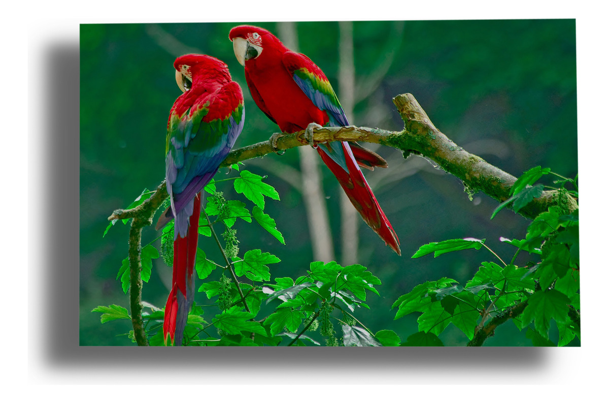 Cuadro Loros 594 50x70 Mdf Memoestampados