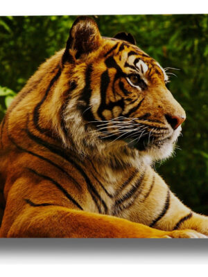 Cuadro Tigre 615 40x53 Mdf Memoestampados