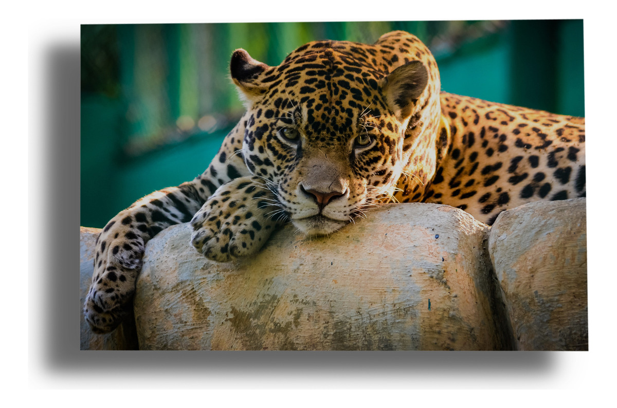 Cuadro Jaguar 584 40x53 Mdf Memoestampados