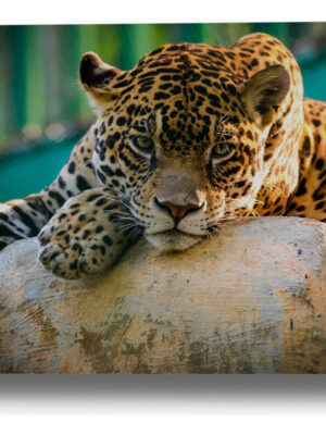 Cuadro Jaguar 584 50x70mdf Memoestampados