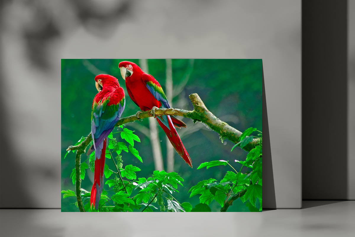 Cuadro Loros 594 50x70 Mdf Memoestampados - Imagen 3