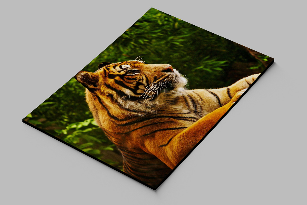 Cuadro Tigre 615 50x70 Mdf Memoestampados - Imagen 2