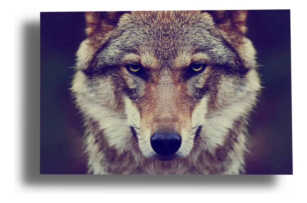 Cuadro Lobo 592 70x100 Lienzo Memoestampados